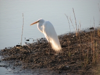 Egret